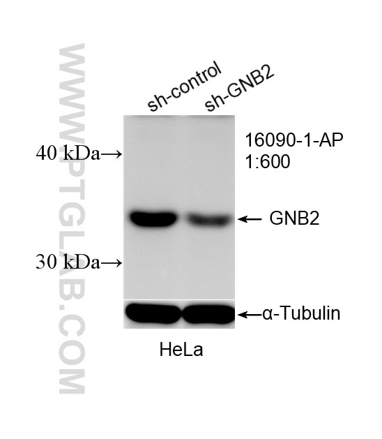 Western Blot (WB) analysis of HeLa cells using GNB2 Polyclonal antibody (16090-1-AP)