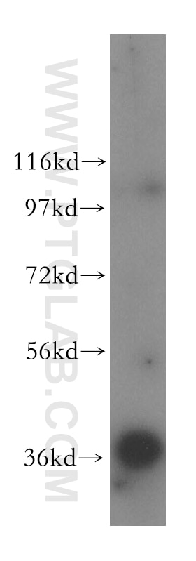 Western Blot (WB) analysis of HEK-293 cells using GNB2 Polyclonal antibody (16090-1-AP)
