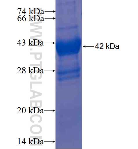 RACK1; GNB2L1 fusion protein Ag0120 SDS-PAGE