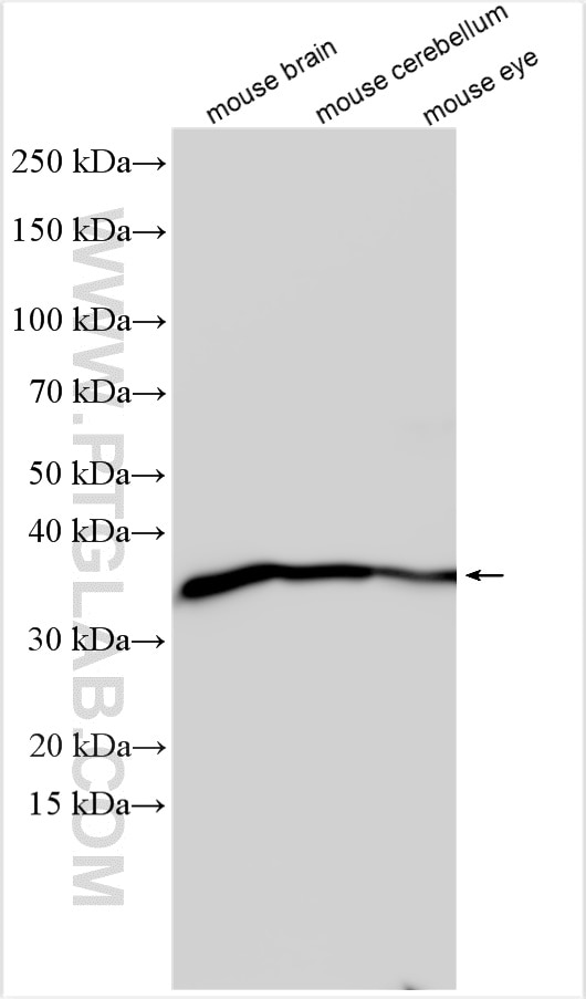 Western Blot (WB) analysis of various lysates using GNB3 Polyclonal antibody (10081-1-AP)