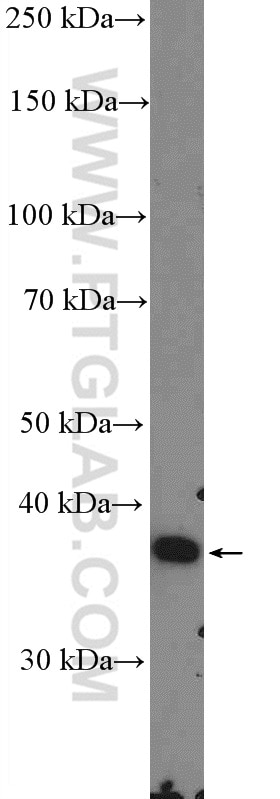 Western Blot (WB) analysis of mouse embryo tissue using GNB3 Polyclonal antibody (10081-1-AP)