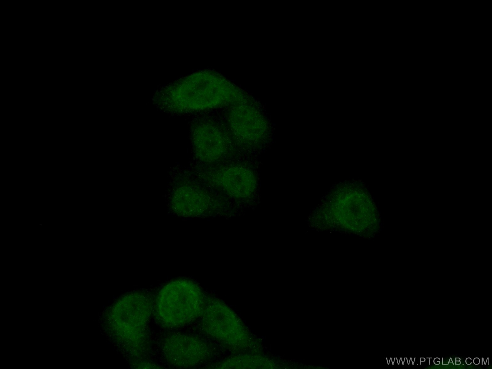 Immunofluorescence (IF) / fluorescent staining of HepG2 cells using GNB3 Polyclonal antibody (15388-1-AP)