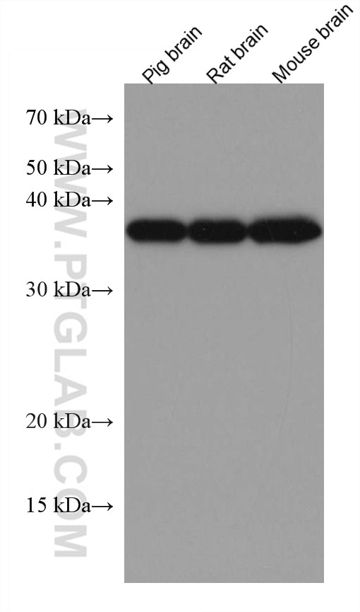 Western Blot (WB) analysis of various lysates using GNB3 Monoclonal antibody (67497-1-Ig)