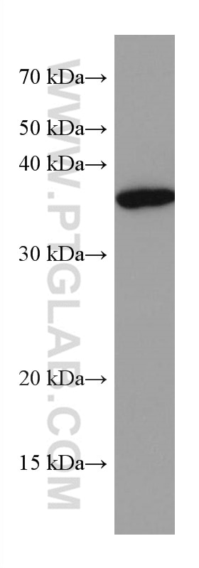 Western Blot (WB) analysis of L02 cells using GNB3 Monoclonal antibody (67497-1-Ig)