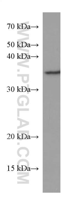 Western Blot (WB) analysis of HepG2 cells using GNB3 Monoclonal antibody (67497-1-Ig)