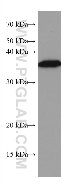 Western Blot (WB) analysis of rat retina tissue using GNB3 Monoclonal antibody (67497-1-Ig)