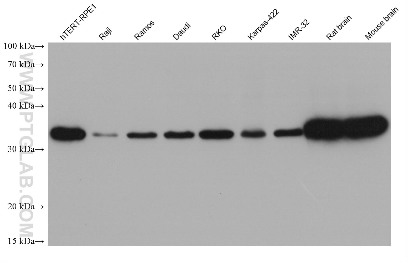 Western Blot (WB) analysis of various lysates using GNB3 Monoclonal antibody (67497-1-Ig)