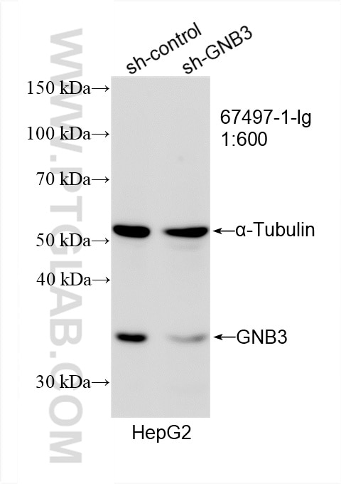 Western Blot (WB) analysis of HepG2 cells using GNB3 Monoclonal antibody (67497-1-Ig)