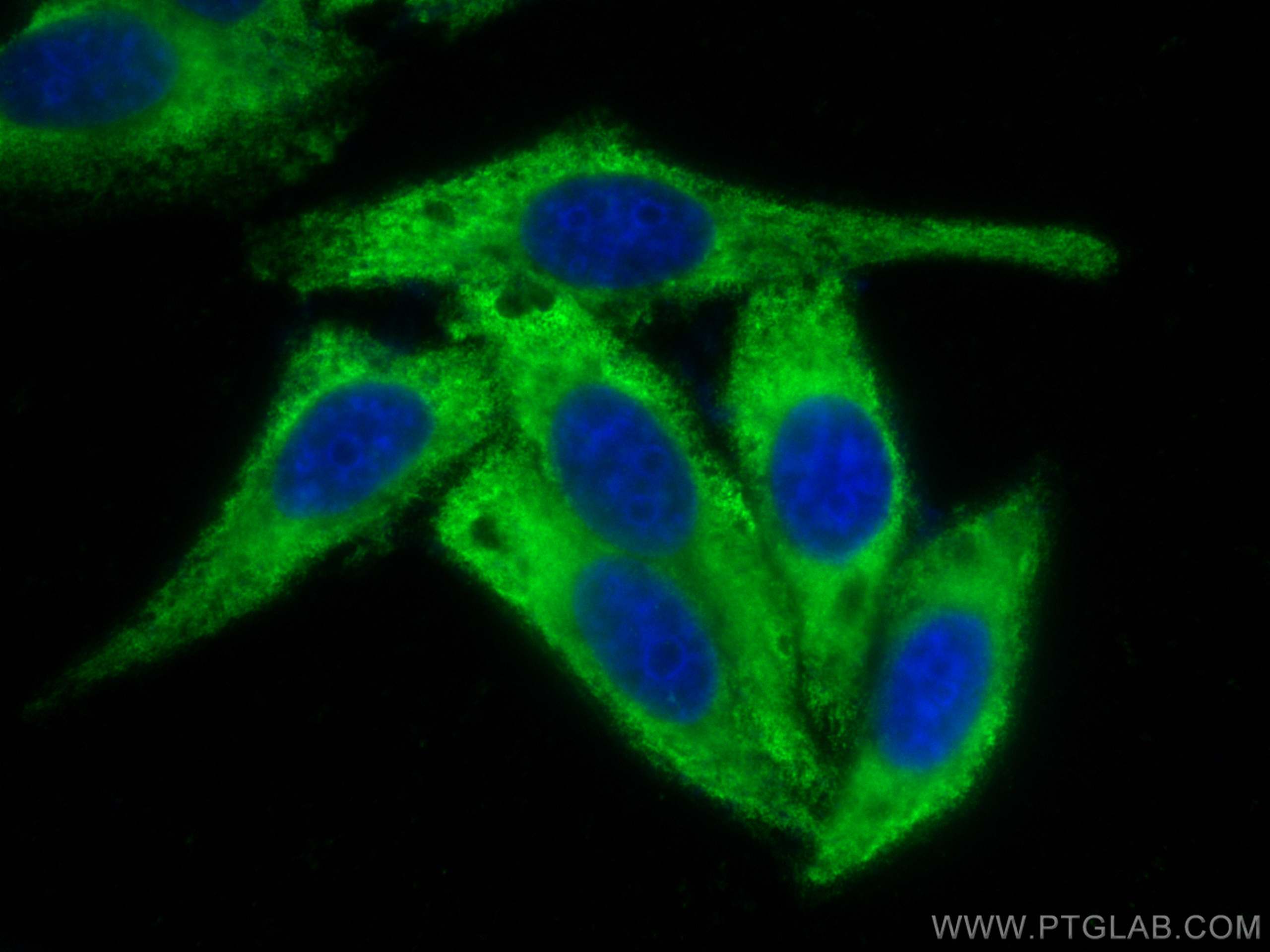 Immunofluorescence (IF) / fluorescent staining of HepG2 cells using CoraLite® Plus 488-conjugated GNB3 Monoclonal anti (CL488-67497)