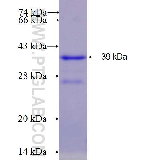 GNB3 fusion protein Ag7050 SDS-PAGE
