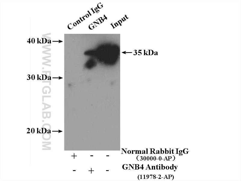 Immunoprecipitation (IP) experiment of mouse brain tissue using GNB4 Polyclonal antibody (11978-2-AP)