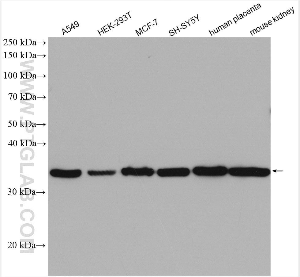 Western Blot (WB) analysis of various lysates using GNB4 Polyclonal antibody (11978-2-AP)
