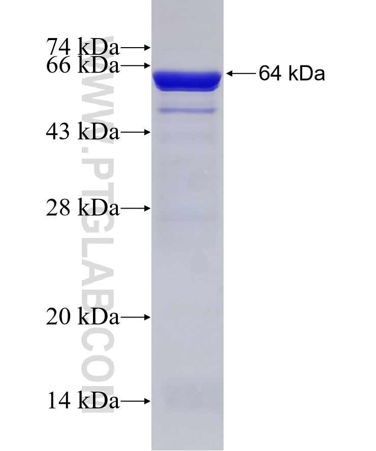 GNB4 fusion protein Ag2604 SDS-PAGE