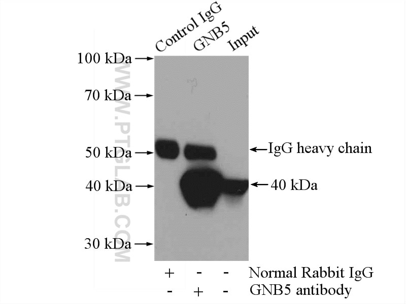 IP experiment of rat brain using 11045-2-AP