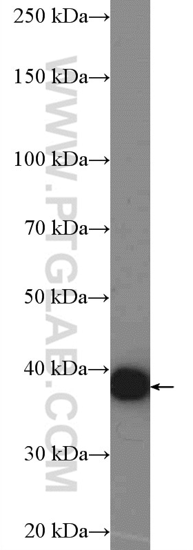 Western Blot (WB) analysis of mouse brain tissue using GNB5 Polyclonal antibody (11045-2-AP)