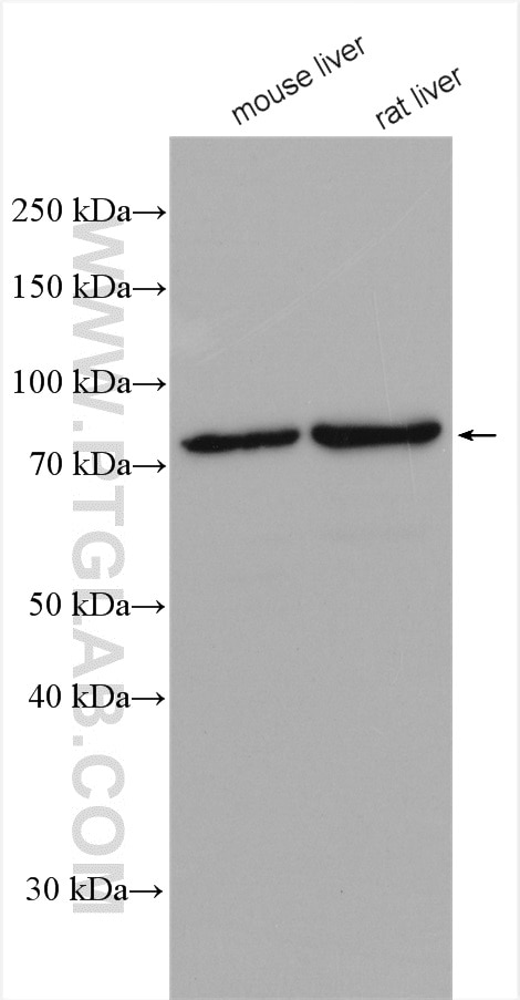 Western Blot (WB) analysis of various lysates using GNE Polyclonal antibody (25079-1-AP)