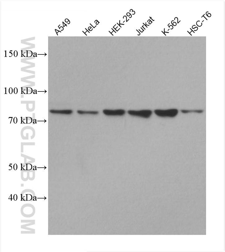 Western Blot (WB) analysis of various lysates using GNE Monoclonal antibody (67649-1-Ig)