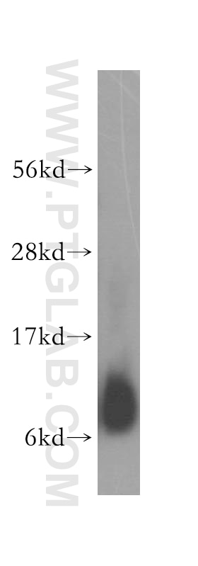 GNG11