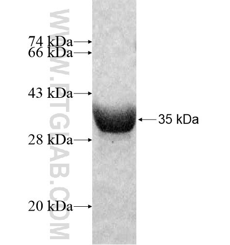 GNG11 fusion protein Ag11698 SDS-PAGE