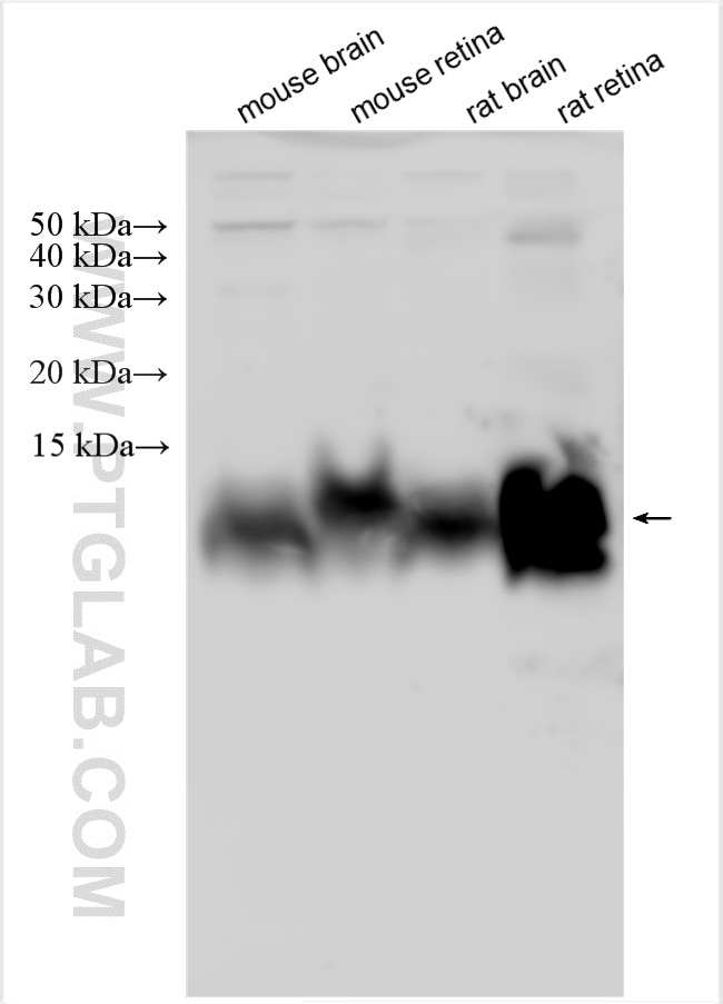 Western Blot (WB) analysis of various lysates using GNG13 Polyclonal antibody (18223-1-AP)