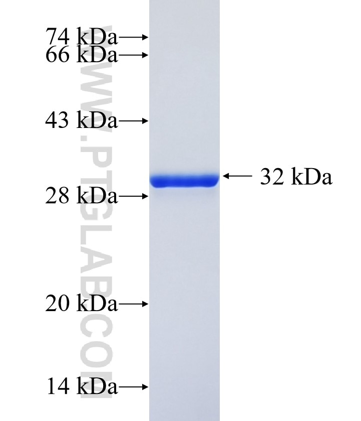 GNG13 fusion protein Ag13007 SDS-PAGE