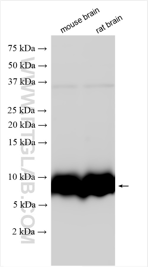 Western Blot (WB) analysis of various lysates using GNG2 Polyclonal antibody (11693-1-AP)