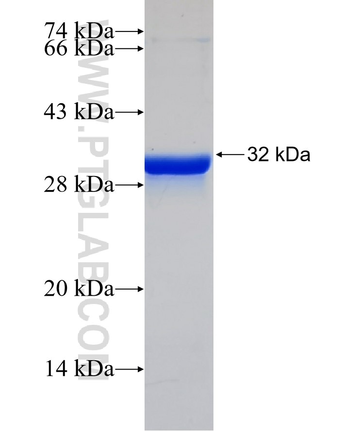 GNG2 fusion protein Ag2307 SDS-PAGE