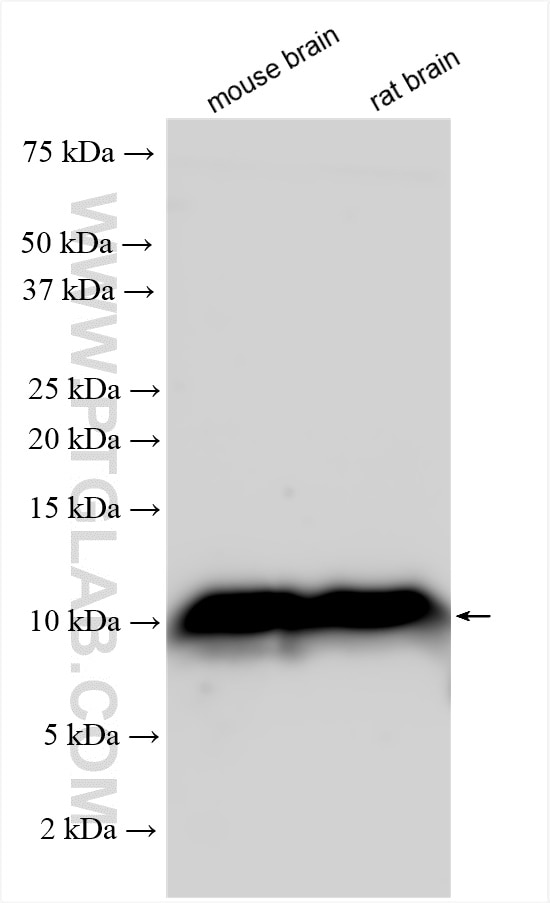 Western Blot (WB) analysis of various lysates using GNG3 Polyclonal antibody (26892-1-AP)