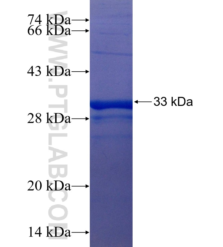 GNG3 fusion protein Ag25341 SDS-PAGE