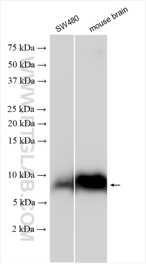 Western Blot (WB) analysis of various lysates using GNG4 Polyclonal antibody (13780-1-AP)