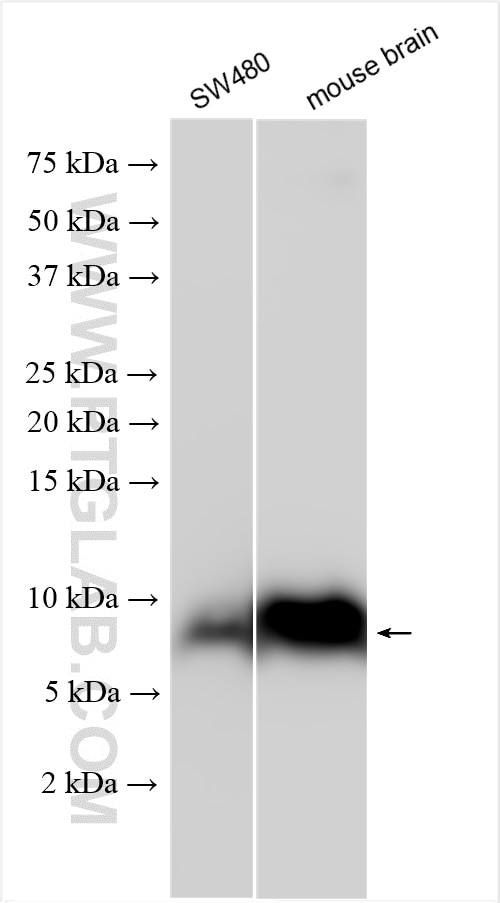WB analysis using 13780-1-AP