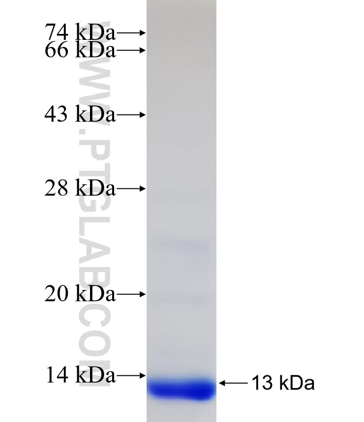 GNG4 fusion protein Ag33144 SDS-PAGE GNG4 fusion protein Ag33144 SDS-PAGE