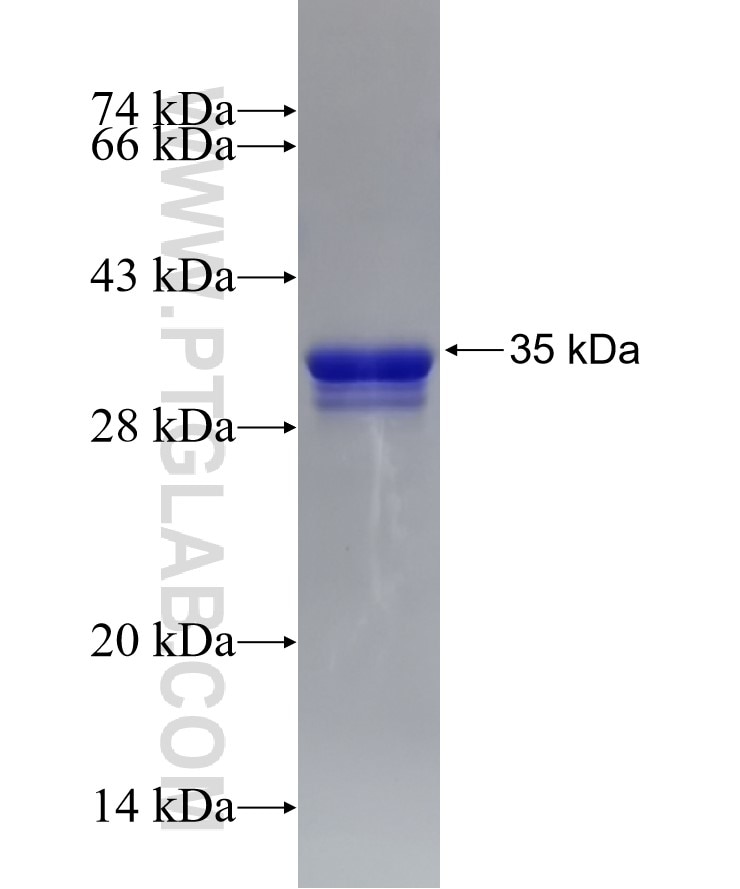 GNG4 fusion protein Ag4787 SDS-PAGE