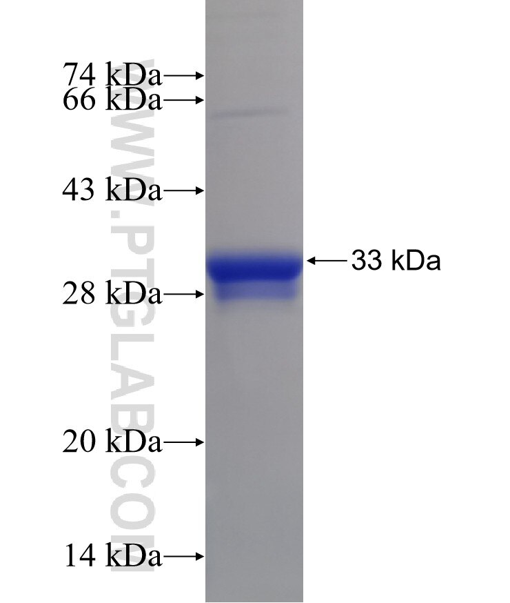 GNG4 fusion protein Ag4787 SDS-PAGE