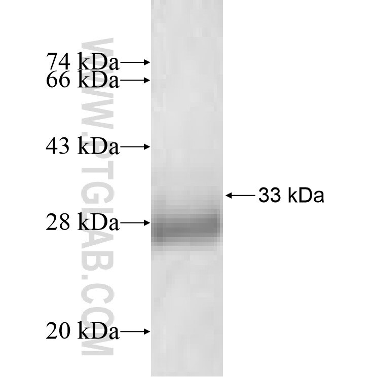 GNG5 fusion protein Ag7533 SDS-PAGE