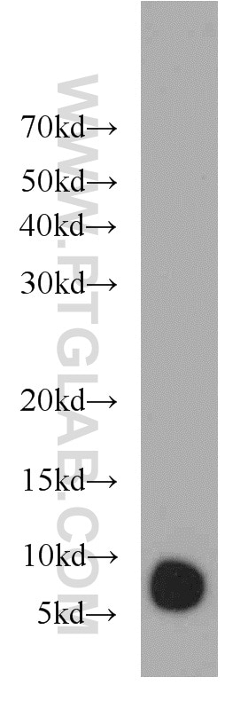 Western Blot (WB) analysis of mouse eye tissue using GNGT1 Polyclonal antibody (11884-1-AP)