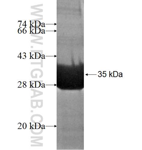 GNGT1 fusion protein Ag2488 SDS-PAGE
