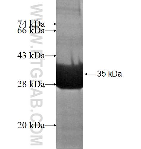 GNGT1 fusion protein Ag2488 SDS-PAGE