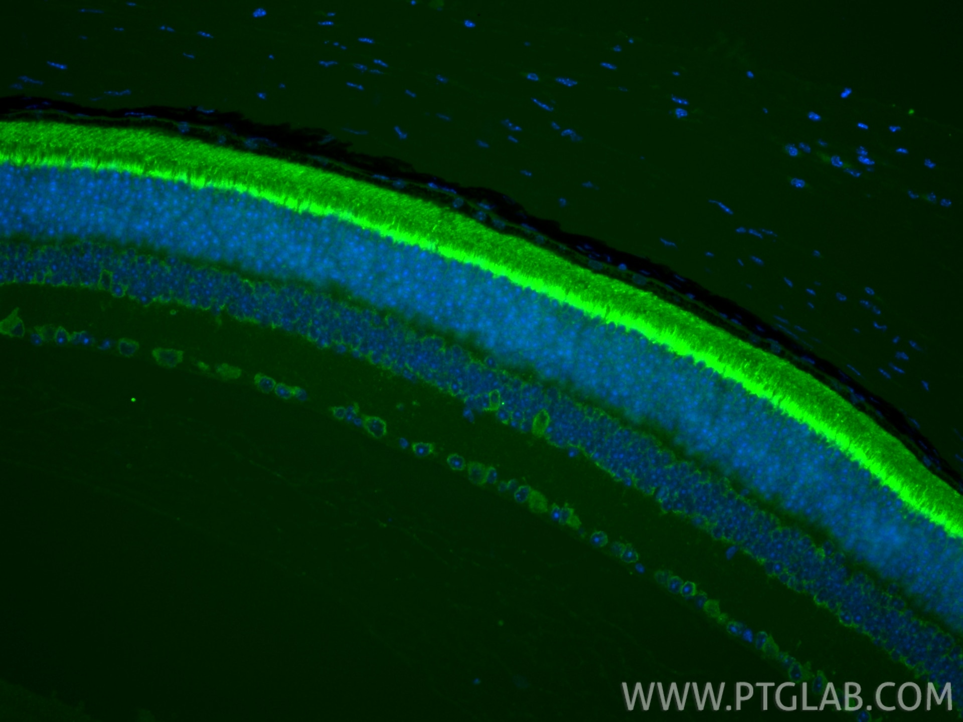 Immunofluorescence (IF) / fluorescent staining of mouse eye tissue using GNGT2 Polyclonal antibody (11988-1-AP)