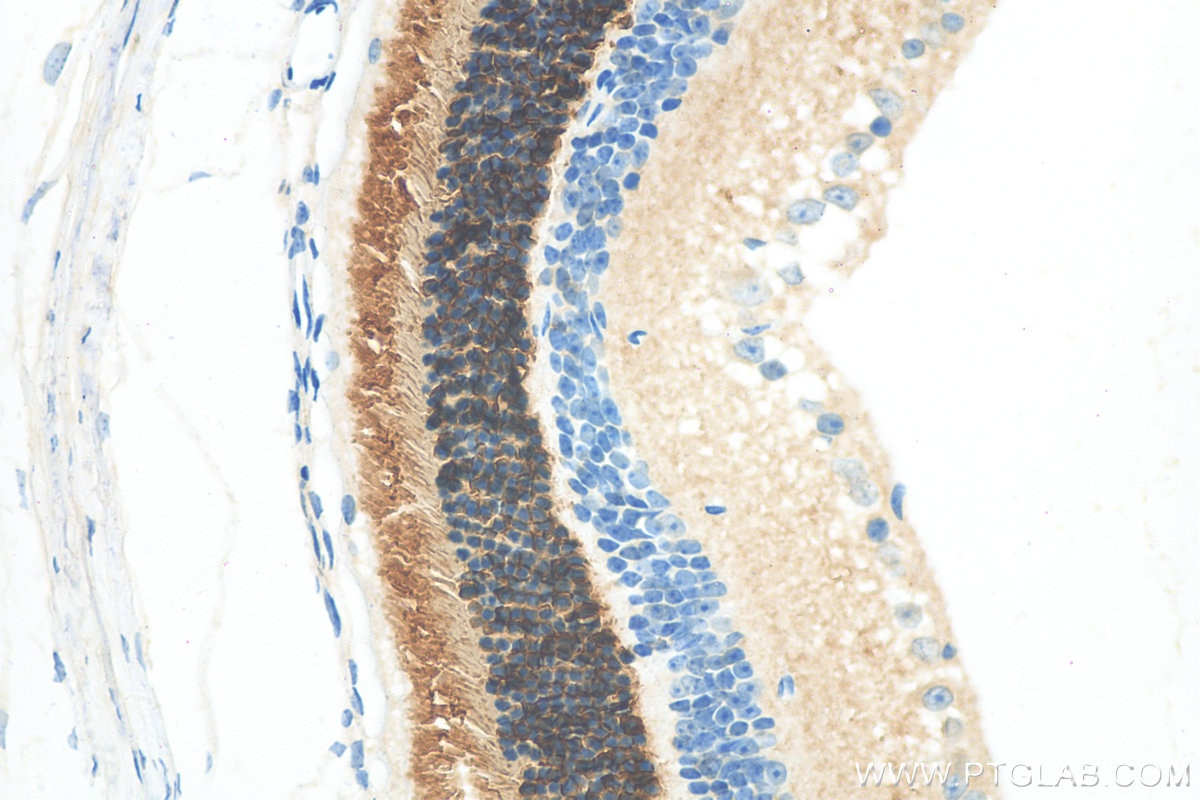 Immunohistochemistry (IHC) staining of mouse eye tissue using GNGT2 Polyclonal antibody (11988-1-AP)