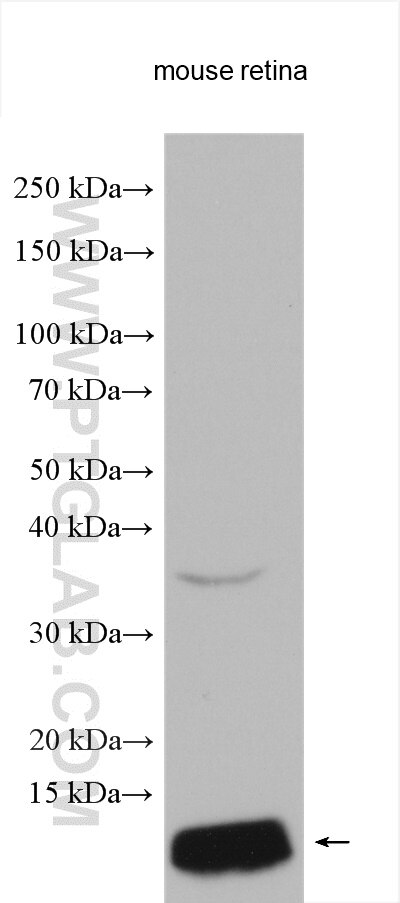 Western Blot (WB) analysis of various lysates using GNGT2 Polyclonal antibody (11988-1-AP)