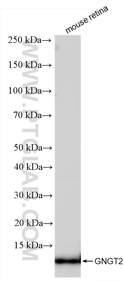 mouse retina tissue were subjected to SDS PAGE followed by western blot with 86284-1-RR (GNGT2 antibody) at dilution of 1:10000 incubated at room temperature for 1.5 hours. Western Blot (WB) analysis of mouse retina tissue using GNGT2 Recombinant antibody (86284-1-RR)