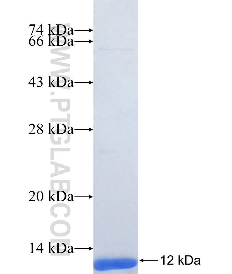 GNGT2 fusion protein Ag40709 SDS-PAGE GNGT2 fusion protein Ag40709 SDS-PAGE