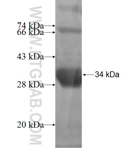 GNGT2 fusion protein Ag2618 SDS-PAGE