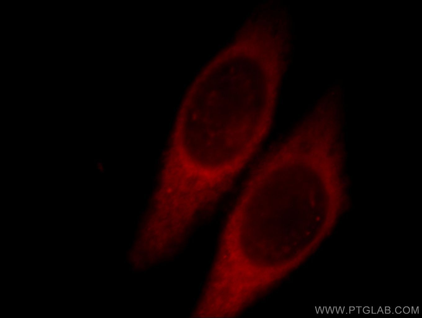 Immunofluorescence (IF) / fluorescent staining of HeLa cells using GNL1 Polyclonal antibody (14078-1-AP)