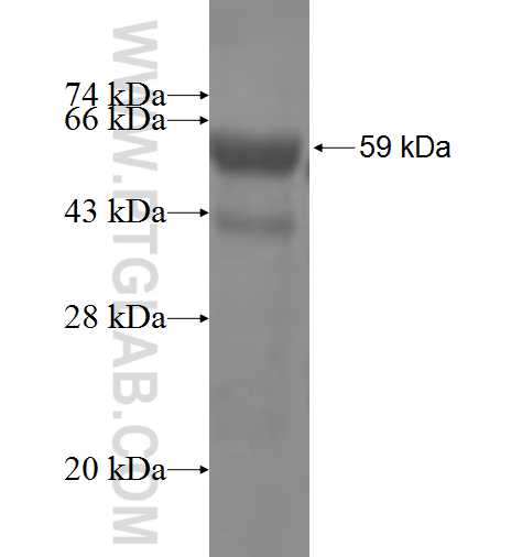 GNL1 fusion protein Ag5203 SDS-PAGE