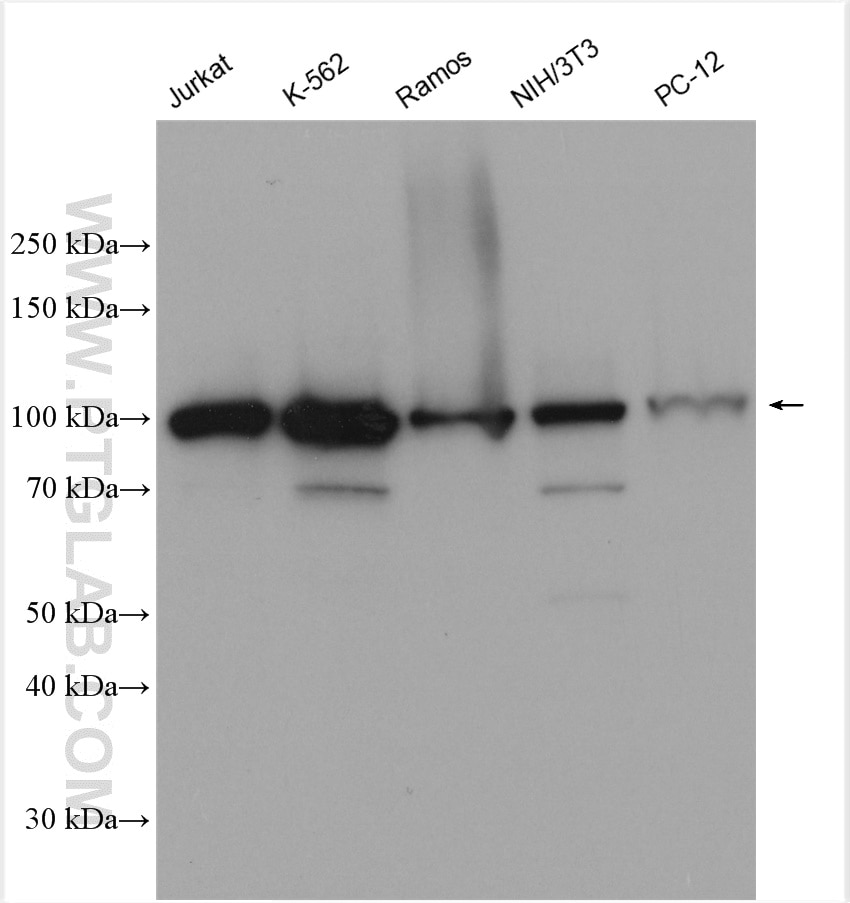 Western Blot (WB) analysis of various lysates using GNL2 Polyclonal antibody (10190-2-AP)