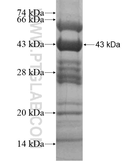 GNL2 fusion protein Ag19050 SDS-PAGE