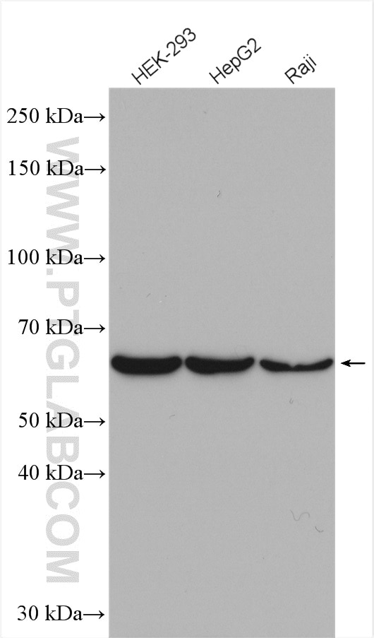 Western Blot (WB) analysis of various lysates using GNL3 Polyclonal antibody (15060-1-AP)