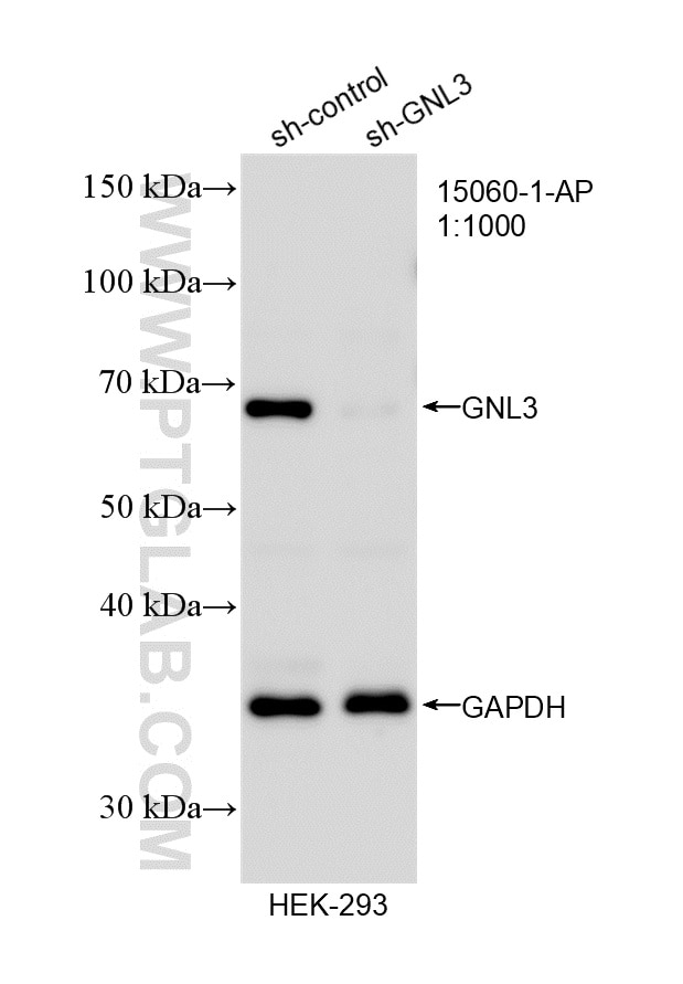 WB analysis of HEK-293 using 15060-1-AP Western Blot (WB) analysis of HEK-293 cells using GNL3 Polyclonal antibody (15060-1-AP)